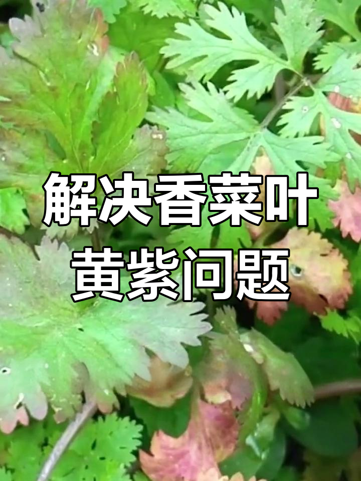 香菜叶片发黄发紫?教你轻松解决