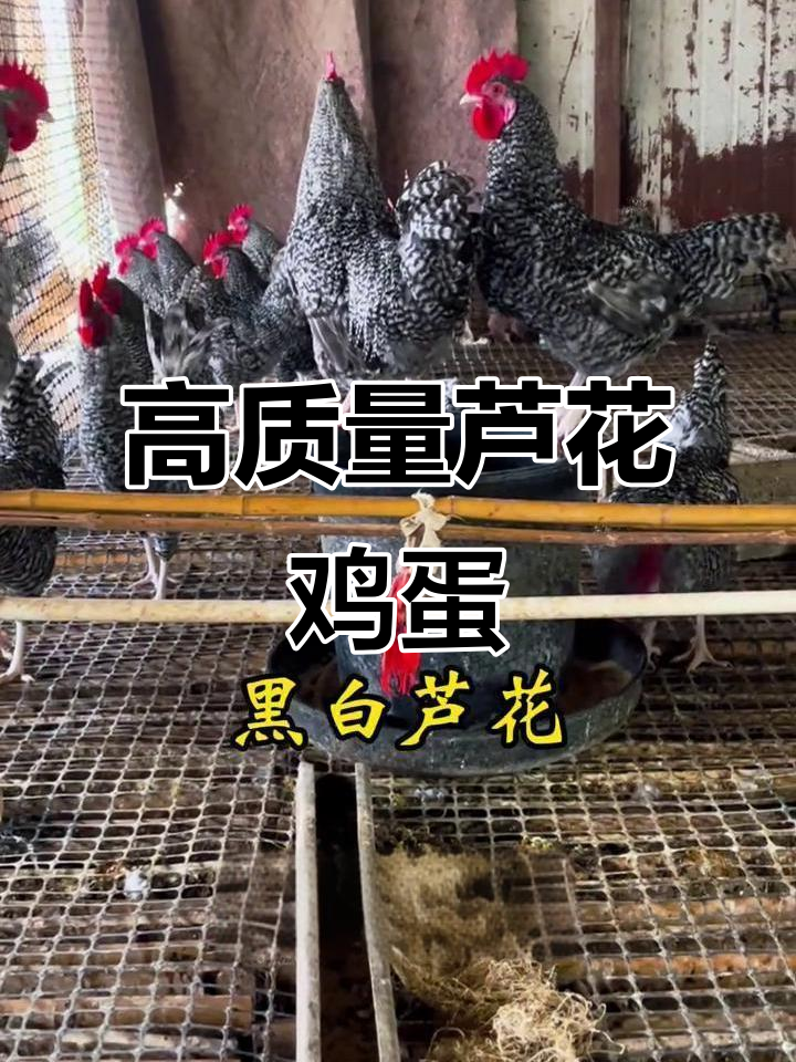 汶上芦花鸡,绿壳蛋保证品质,数量不是唯一追求