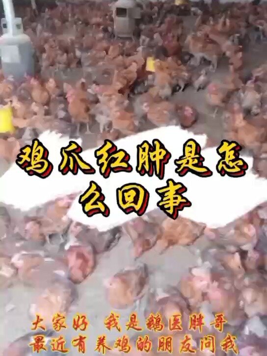 鸡爪突然肿了怎么回事鸡脚红肿怎么治疗方法