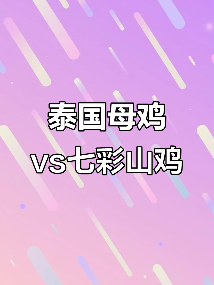 泰国独液母鸡挑战七彩山鸡,斗鸡大战一触即发