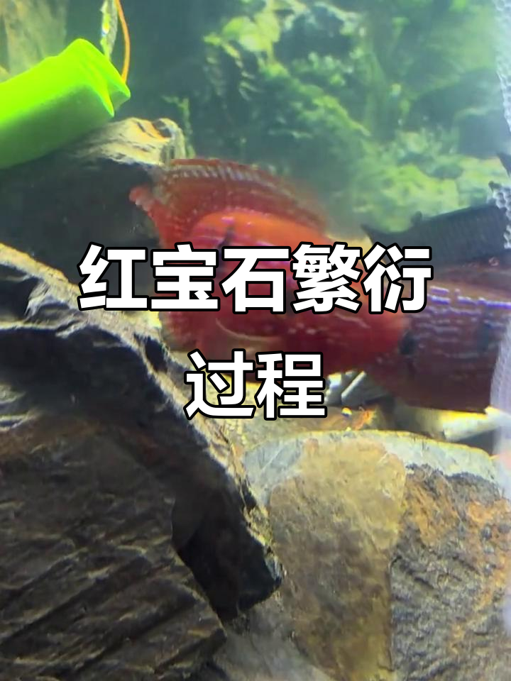 母鱼产卵公鱼受精,红宝石繁殖全过程揭秘