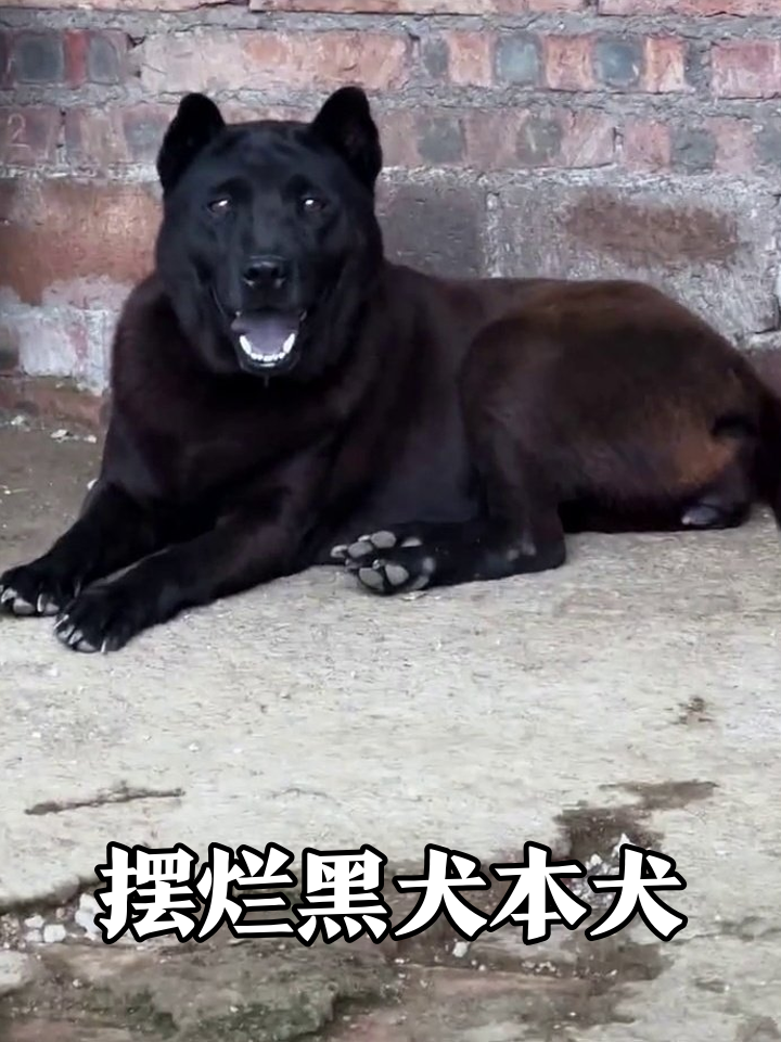 黑狗被拴还摆烂,张着嘴笑出表情包