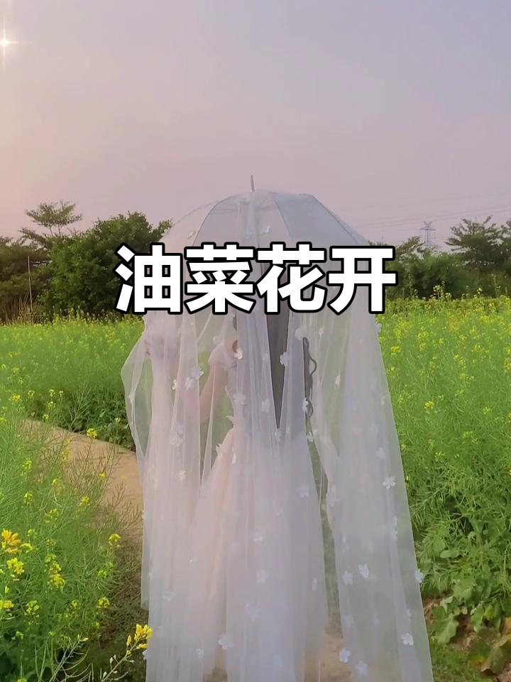 广州油菜花盛开，六个字最动人！