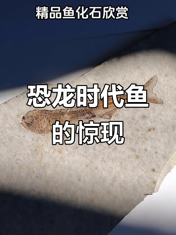 一亿年前恐龙时代的神秘鱼,保存得如此完美!