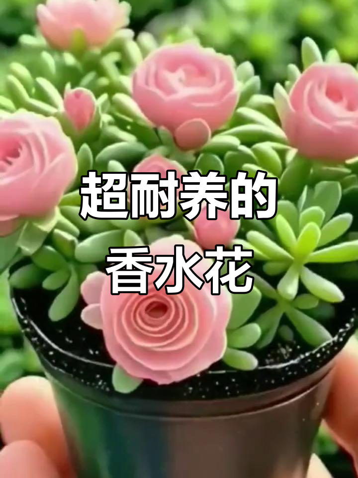 玫瑰兰:四季开花,香气扑鼻的懒人花卉