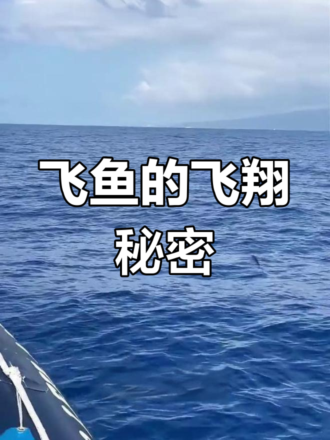 飞鱼如何腾空?揭秘滑翔飞行原理