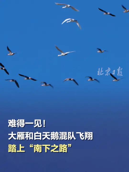 「难得一见!大雁和白天鹅混队飞翔踏上“南下之路”」近日,河北怀来官厅水库湿地候鸟的数量开始