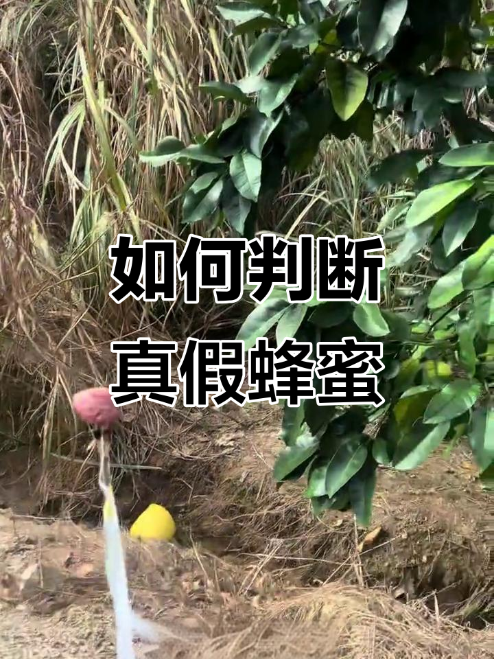 真蜂蜜与假蜜的区别,颜色和口感都能帮你辨别