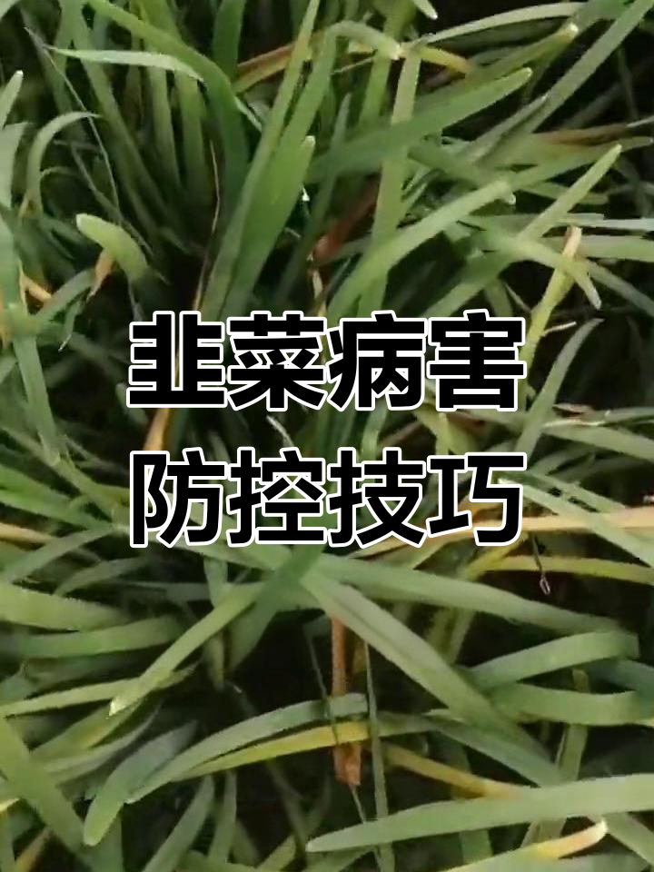 韭菜黄叶防治:灰霉病与疫病的药剂选择