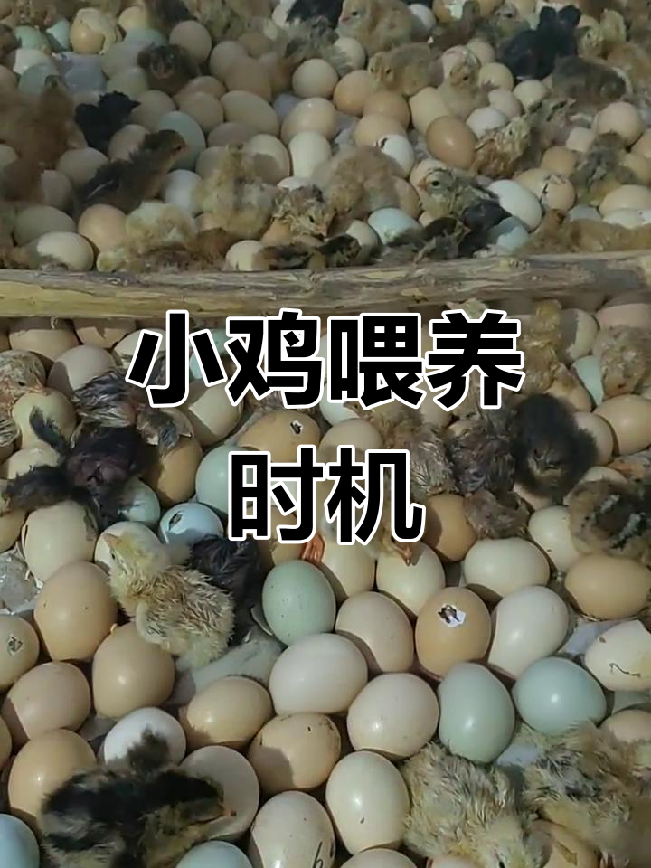小鸡出壳后多久能喂食?掌握这些关键时间点
