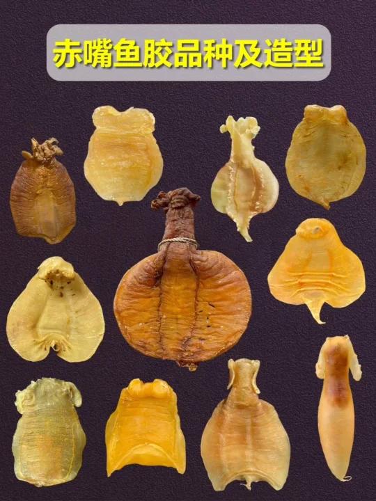 赤嘴鱼胶品种及图片大全