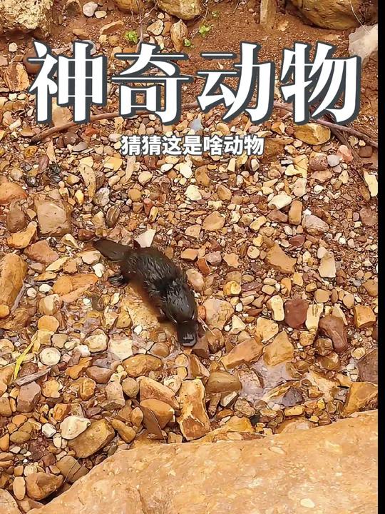 发现一只口袋妖怪,可惜没有精灵球。鸭嘴兽 神奇动物