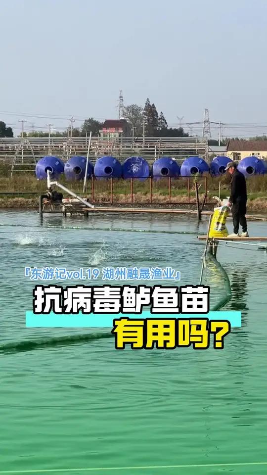 「东游记19湖州融晟渔业」抗病毒加州鲈鱼苗有用吗