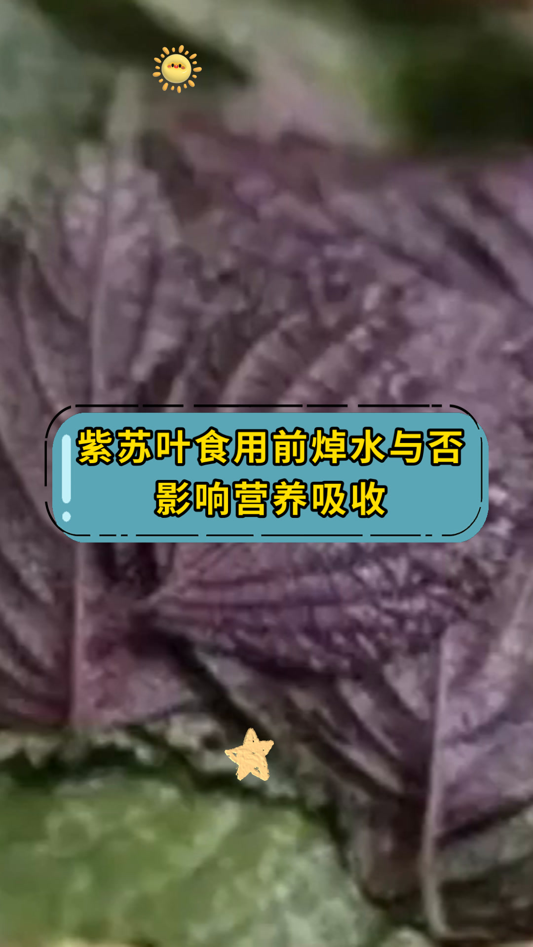 紫苏叶食用前焯水与否影响营养吸收