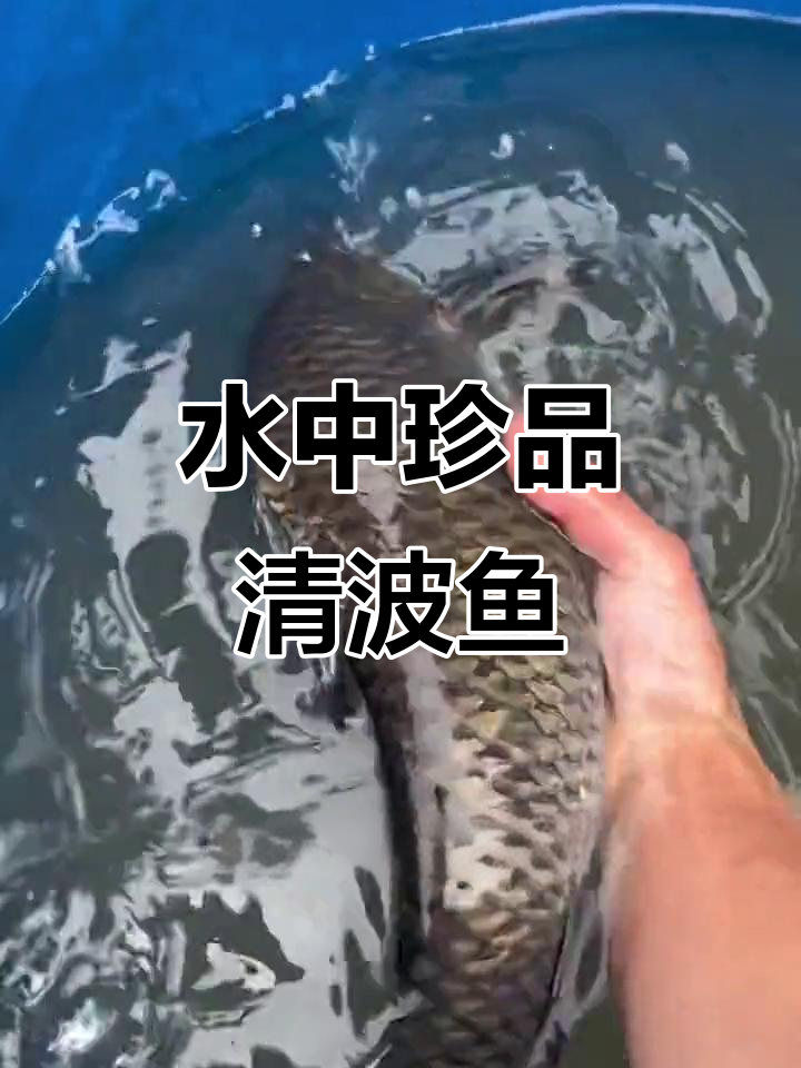 青波鱼:水中珍品,高密度养殖秘诀揭秘