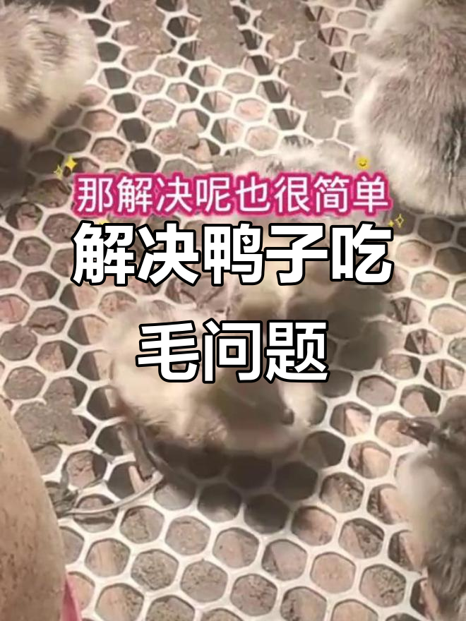 鸭子啄毛怎么办?这些原因你得知道
