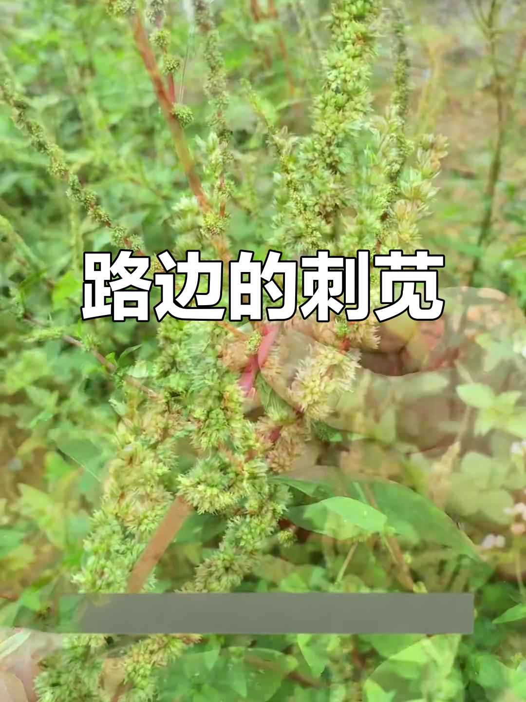 刺苋菜,常见路边植物,你了解它的特点吗?