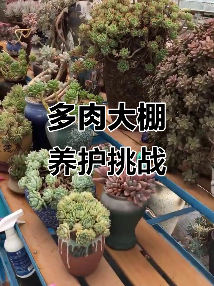 温度升高,多肉大棚管理累到不行
