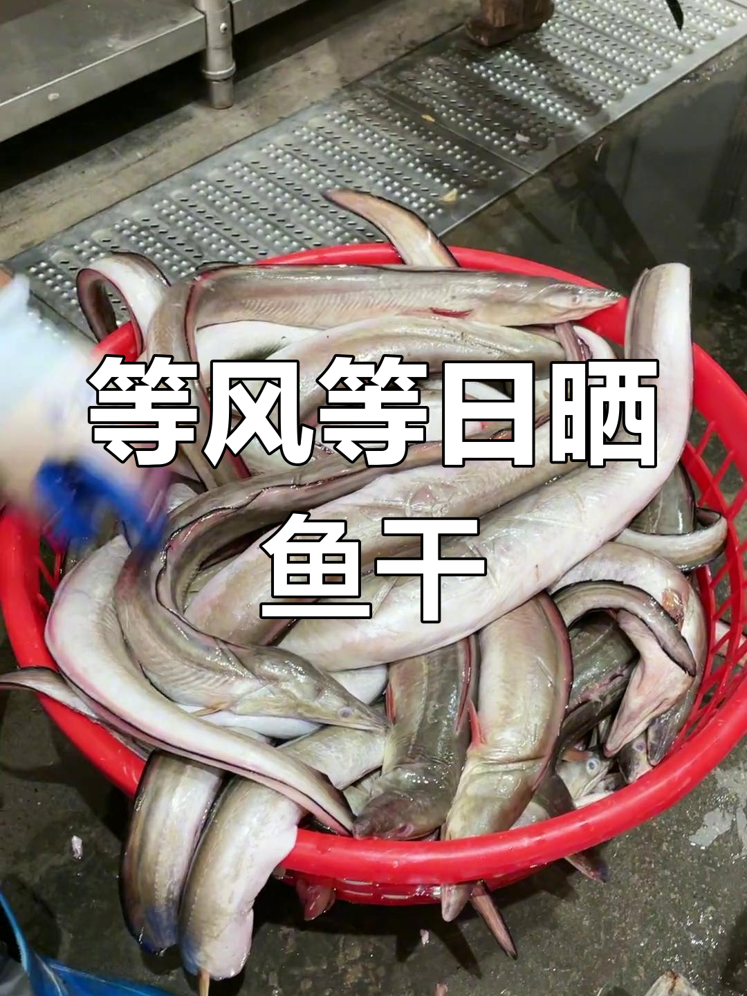 等待好天气晒鱼干,海龙干新鲜出炉!