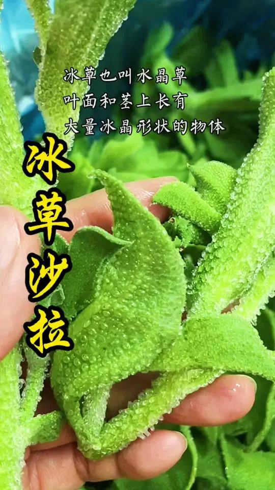 这种草大家见过吗?这样做太好吃了 冰草 沙拉 减脂食谱
