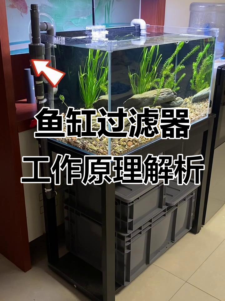 鱼缸过滤系统揭秘:虹吸管原理与静音设计