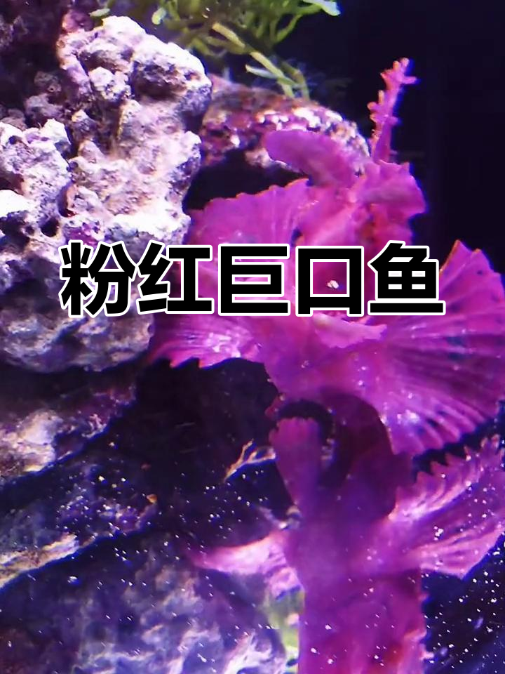 这条粉色鱼,吞食靠嘴,胃大得惊人!