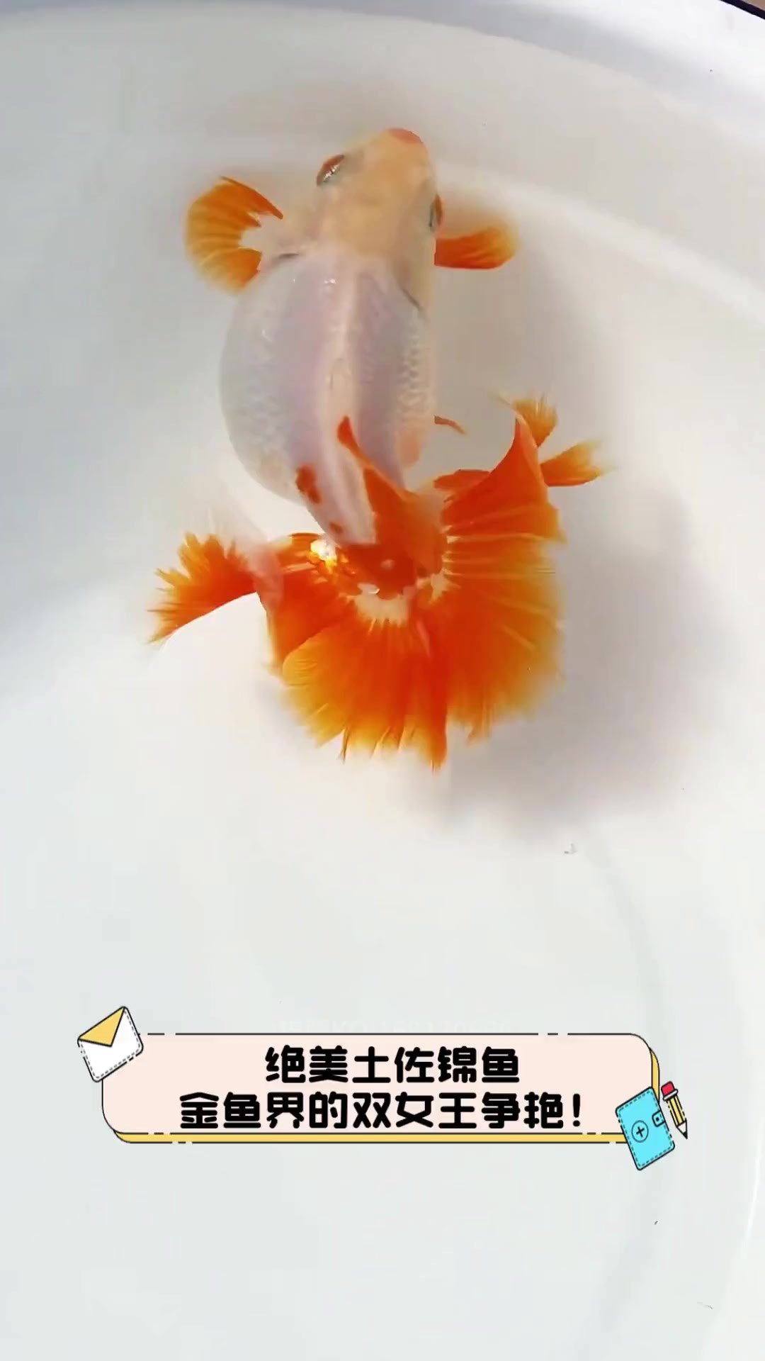 绝美土佐锦鱼,金鱼界的双女王争艳!