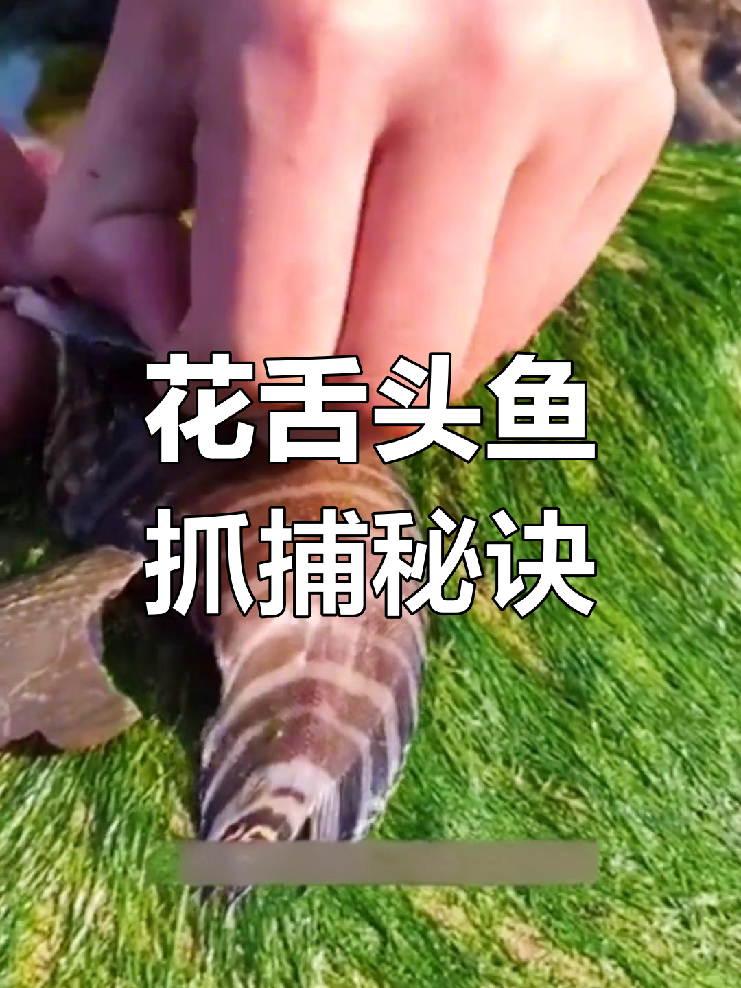 青岛花舌头鱼抓捕技巧,轻松去鳞手速惊人