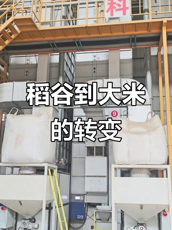 稻谷如何变大米?全程揭秘生态农场加工工艺