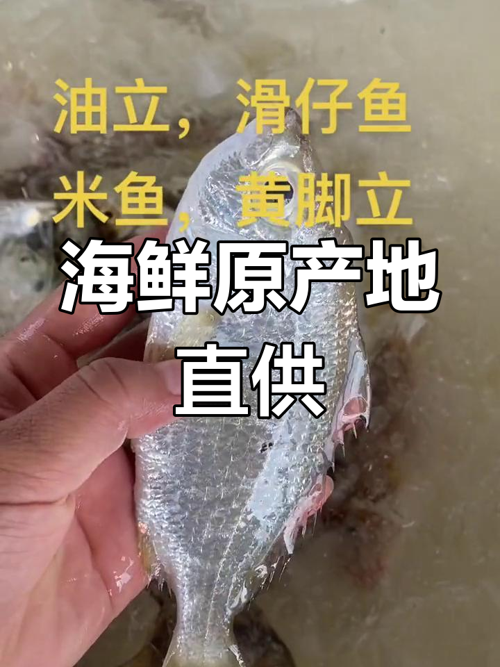 野生海捕海鲜大丰收,黄脚立、滑仔鱼等美味尽享
