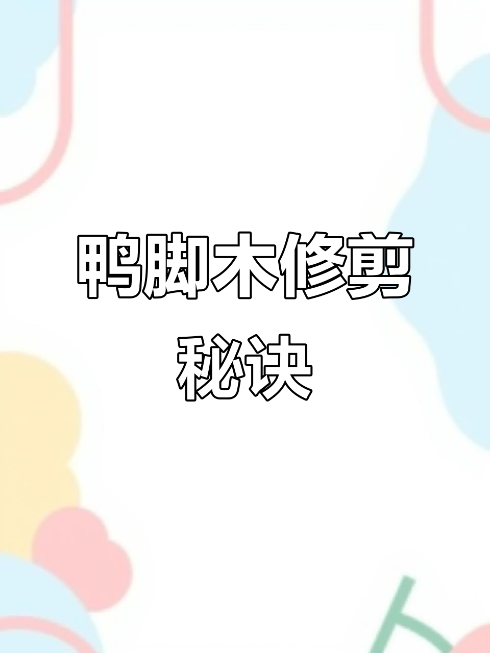 鸭脚木盆栽修剪技巧，打造更粗壮的主干