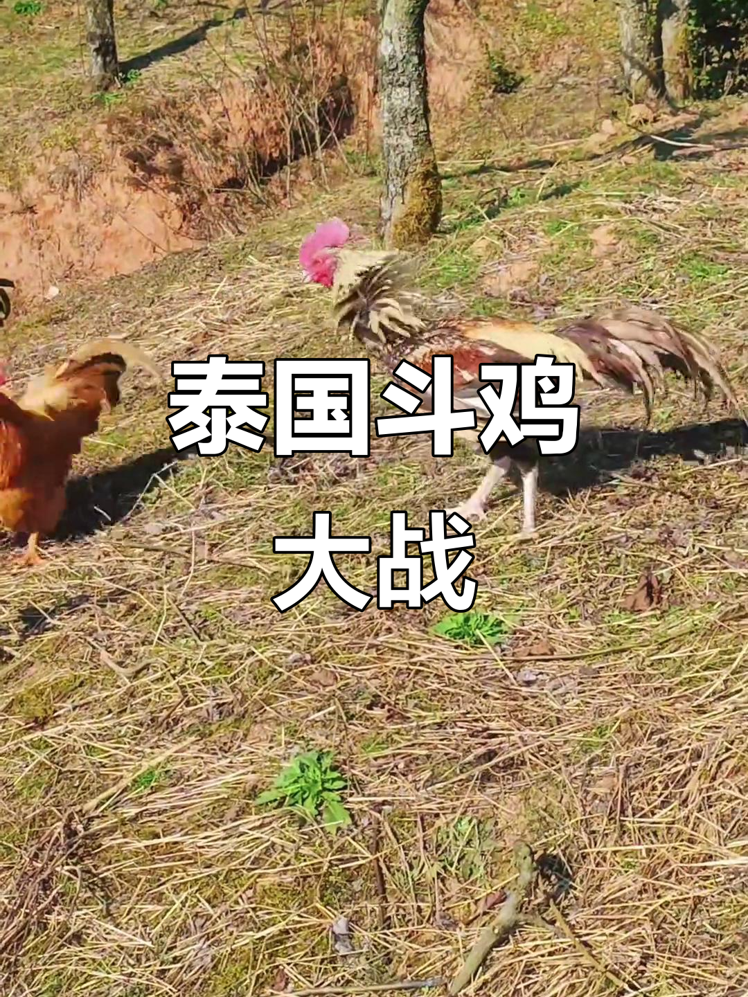 泰国斗鸡挑战土鸡群,公鸡中的战斗机强势来袭