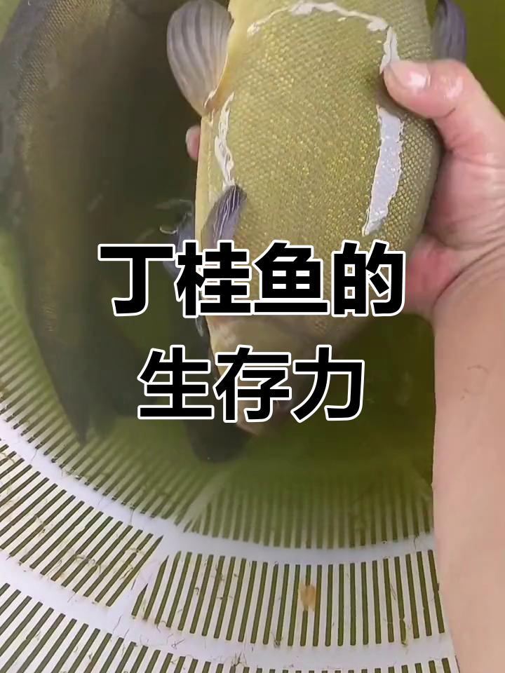 丁桂鱼生长迅速,耐寒缺氧,适合广泛水域养殖