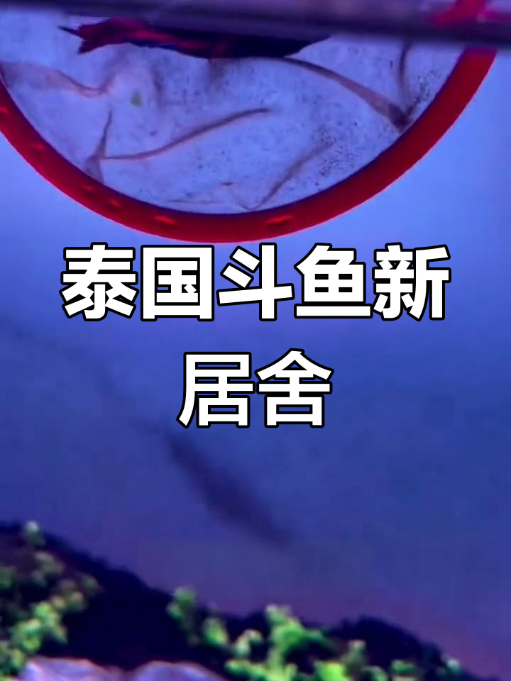 新鱼缸里的星河将军