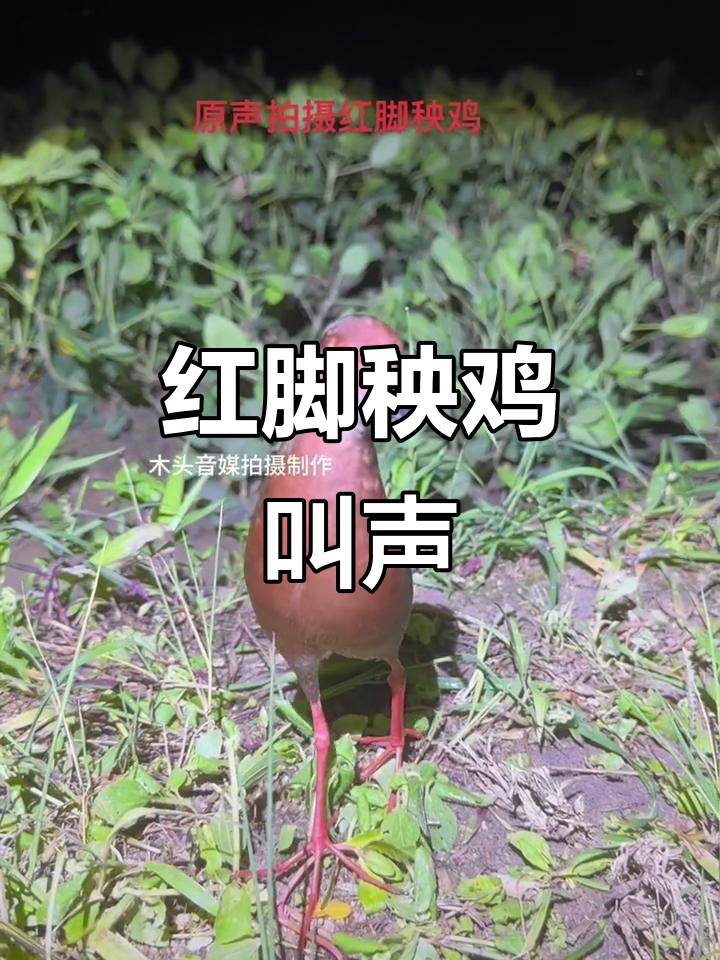 红脚秧鸡的美丽叫声,实拍自然鸣声