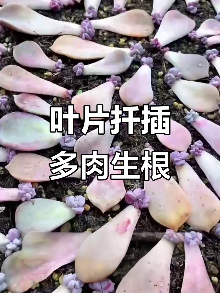 多肉叶片扦插技巧,轻松生根快速成活