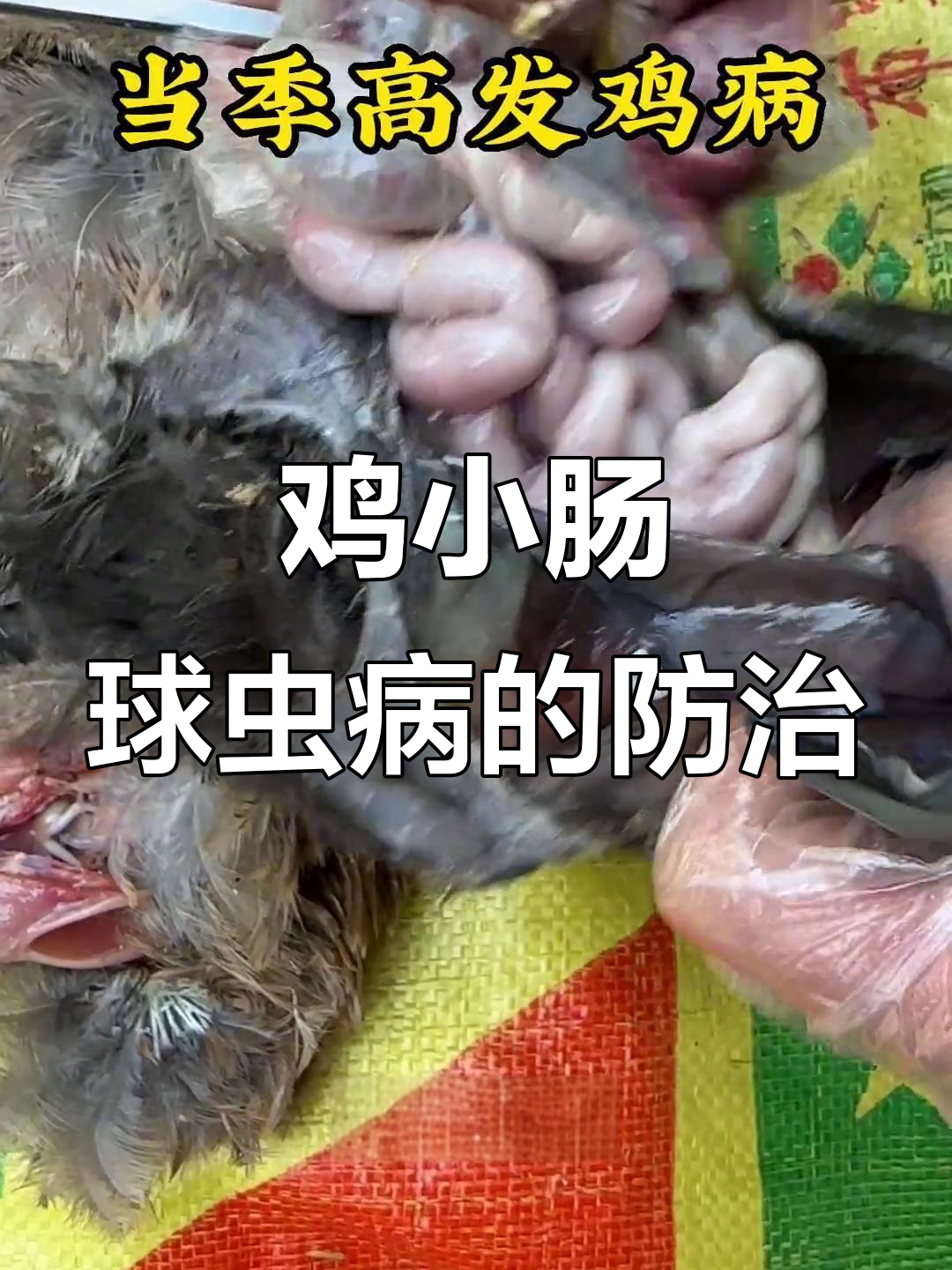 小鸡肠道发红,球虫病症状解析与应对方法