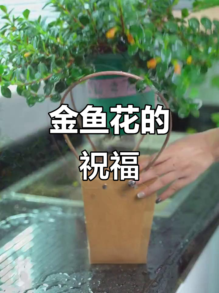 金鱼花美丽又寓意深远,适合送给亲朋好友