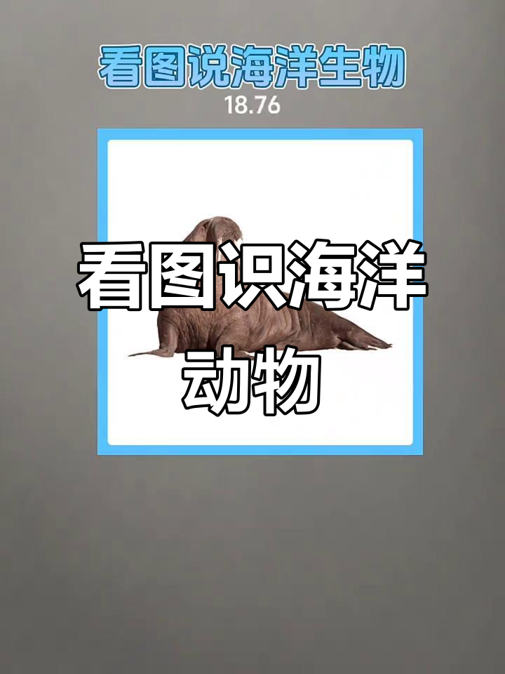 鲸鲨海豚珊瑚水母,海洋生物大集合