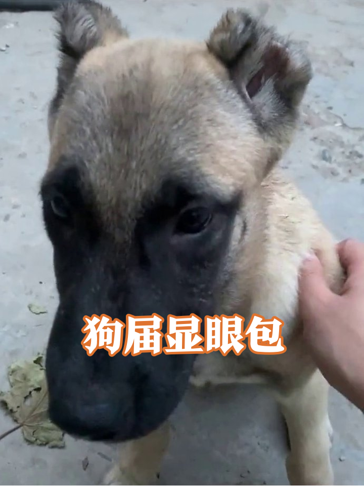 被摸就爽到歪头杀!狗届显眼包撒娇名场面
