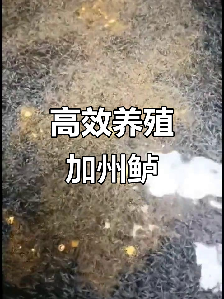 高密度养殖加州鲈鱼苗,助力三农流量增长