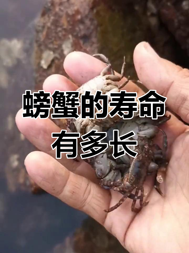螃蟹寿命大揭秘,最长能活多久?