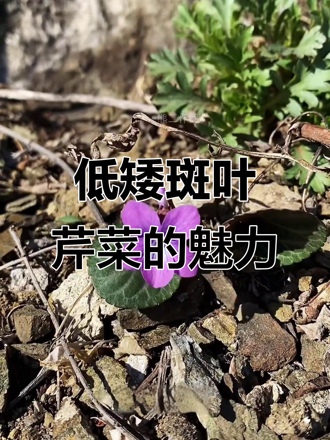 斑叶芹菜:低矮草本植物,美丽花型与简约之美的完美结合