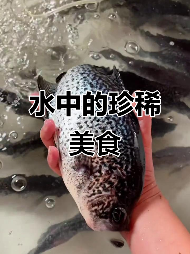 水中贵族银斑鱼,鲜嫩美味,大人小孩都爱不释手