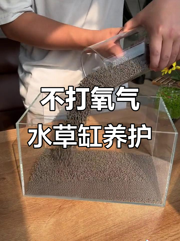 水草缸不打氧,看看能养多久?热带小鱼也能轻松放进去