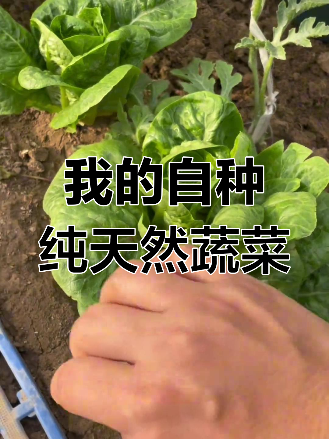 种植绿色蔬菜:罗马生菜、孔雀菜与包球生菜的成长记