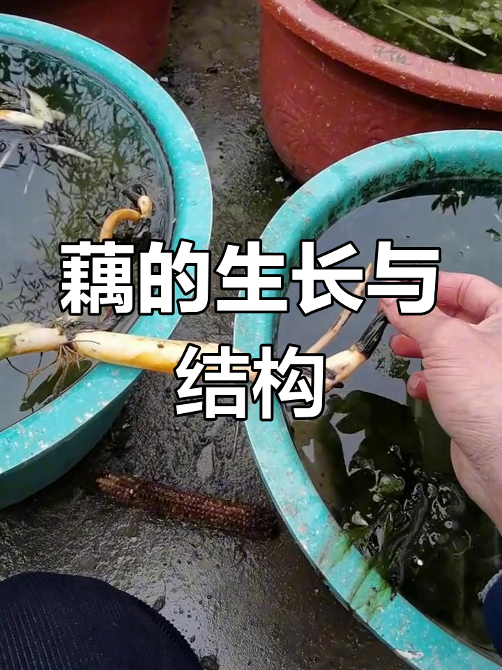 藕的成长过程揭秘:从顶芽到侧牙,如何一步步发育