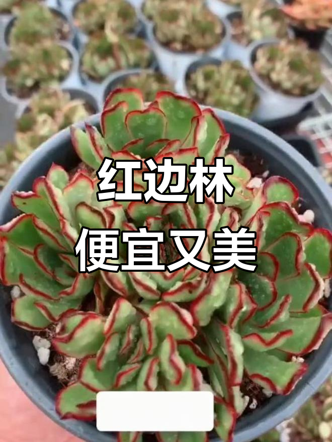墨西哥灵隐红边多肉，12厘米超值美丽