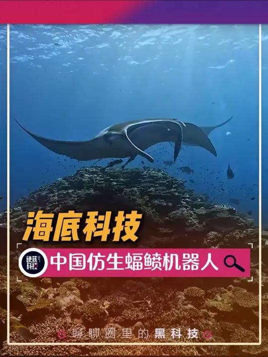 中国仿生蝠鲼机器人,居然做到了以假乱真的高度