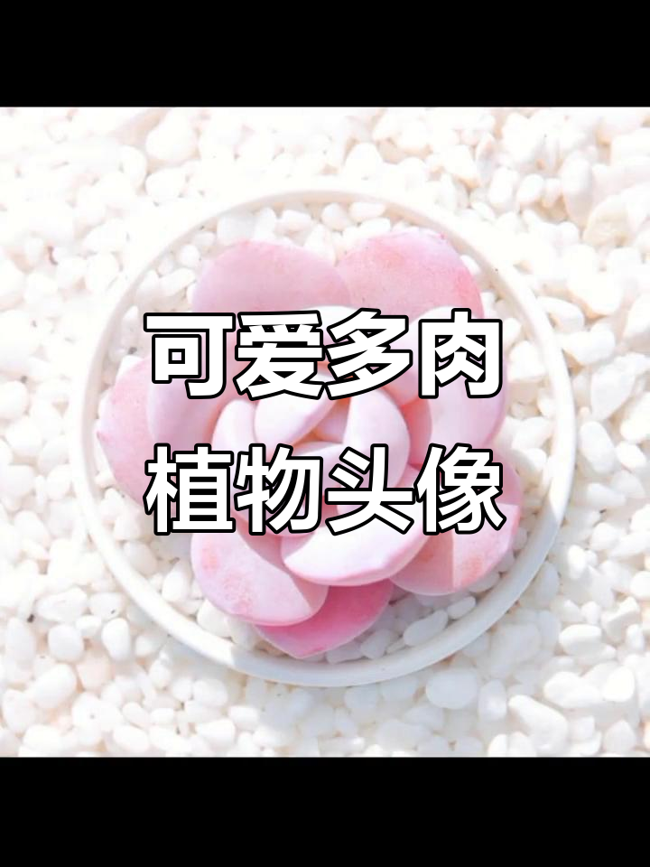 多肉桃蛋图片,超美头像选择!
